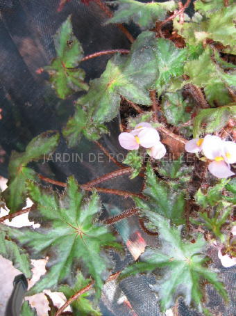 B. ‘Star Gazer’